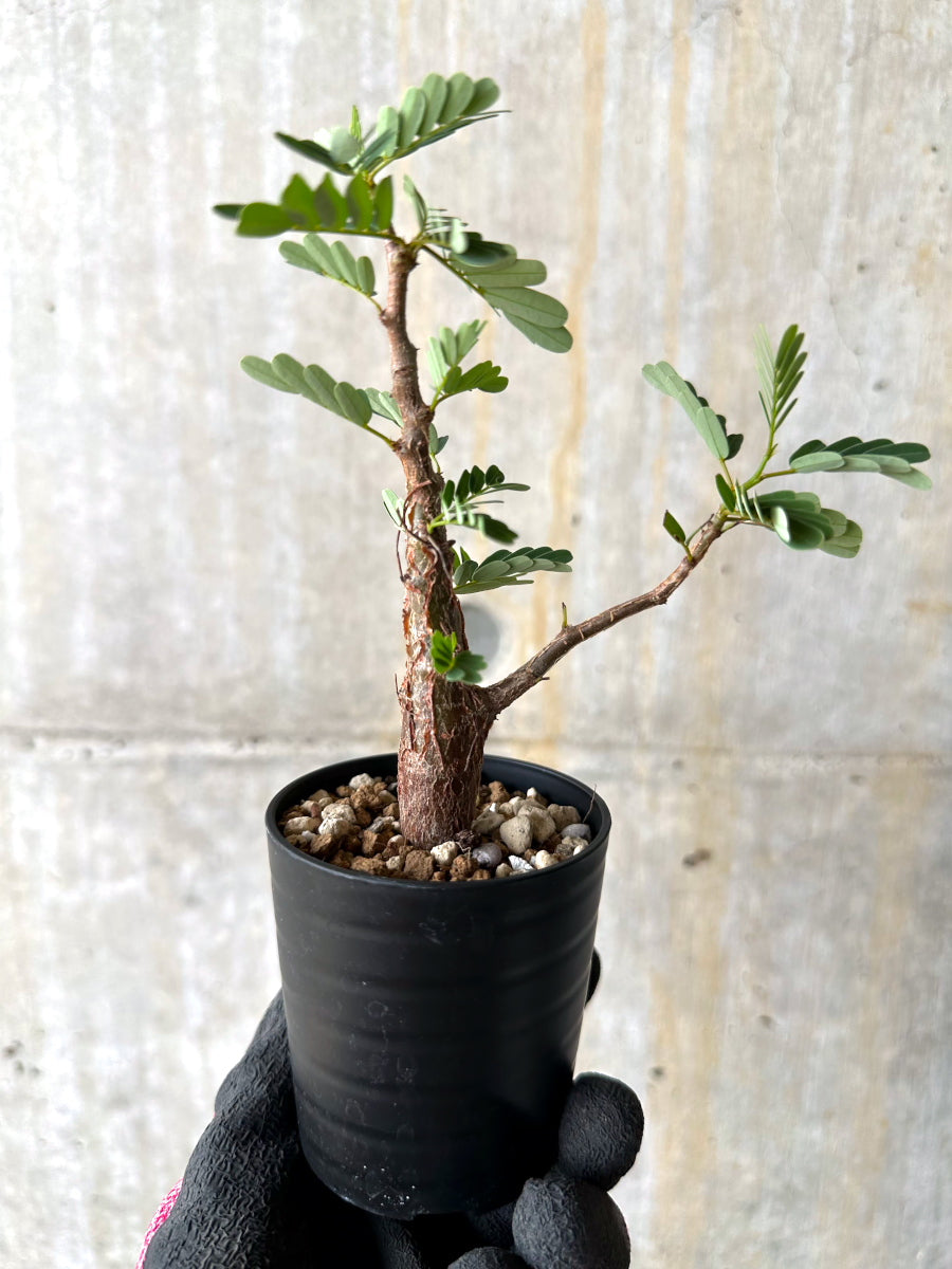 【現品限り】センナ・メリディオナリス 実生【H21】 Senna meridionalis