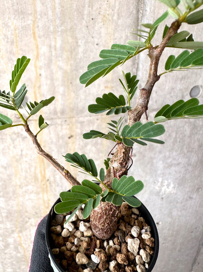 【現品限り】センナ・メリディオナリス 実生【H21】 Senna meridionalis