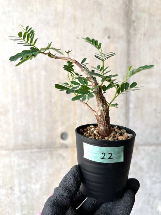 【現品限り】センナ・メリディオナリス 実生【H22】 Senna meridionalis