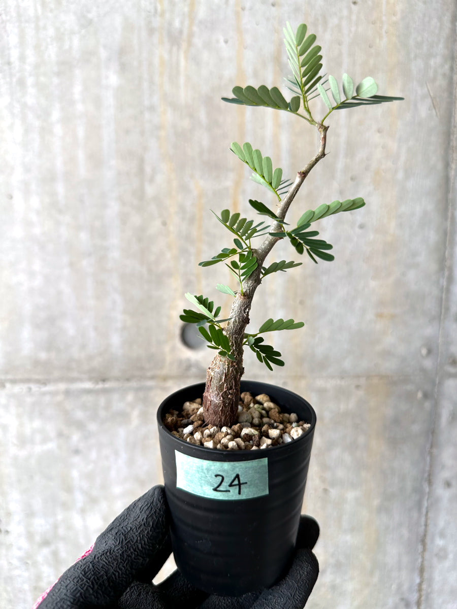 【現品限り】センナ・メリディオナリス 実生【H24】 Senna meridionalis