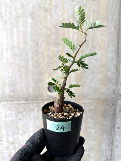 【現品限り】センナ・メリディオナリス 実生【H24】 Senna meridionalis