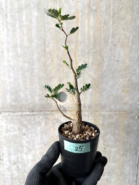 【現品限り】センナ・メリディオナリス 実生【H25】 Senna meridionalis