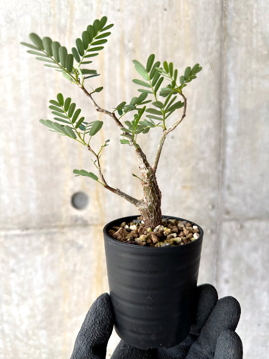 【現品限り】センナ・メリディオナリス 実生【H27】 Senna meridionalis