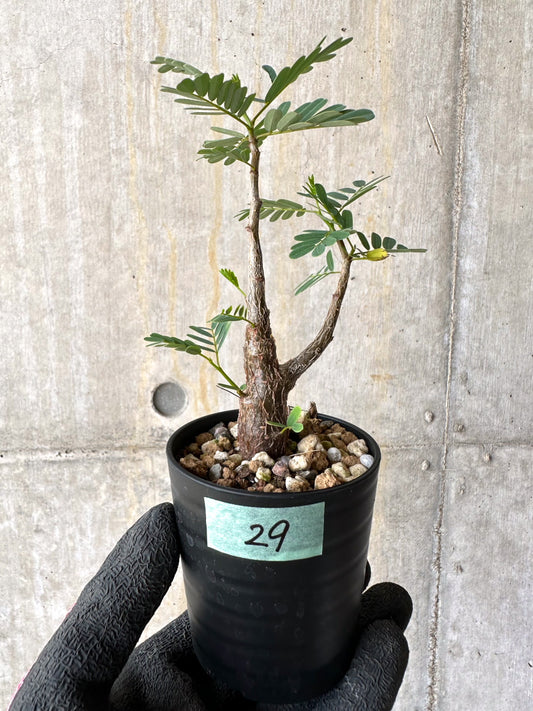 【現品限り】センナ・メリディオナリス 実生【H29】 Senna meridionalis