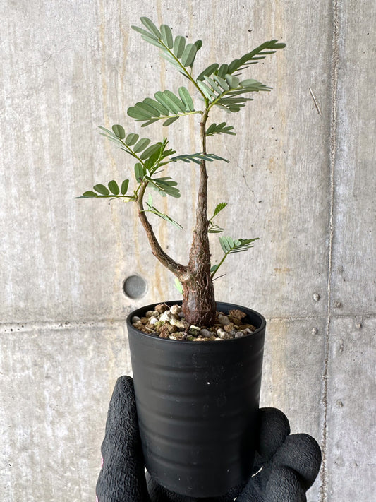 【現品限り】センナ・メリディオナリス 実生【H29】 Senna meridionalis