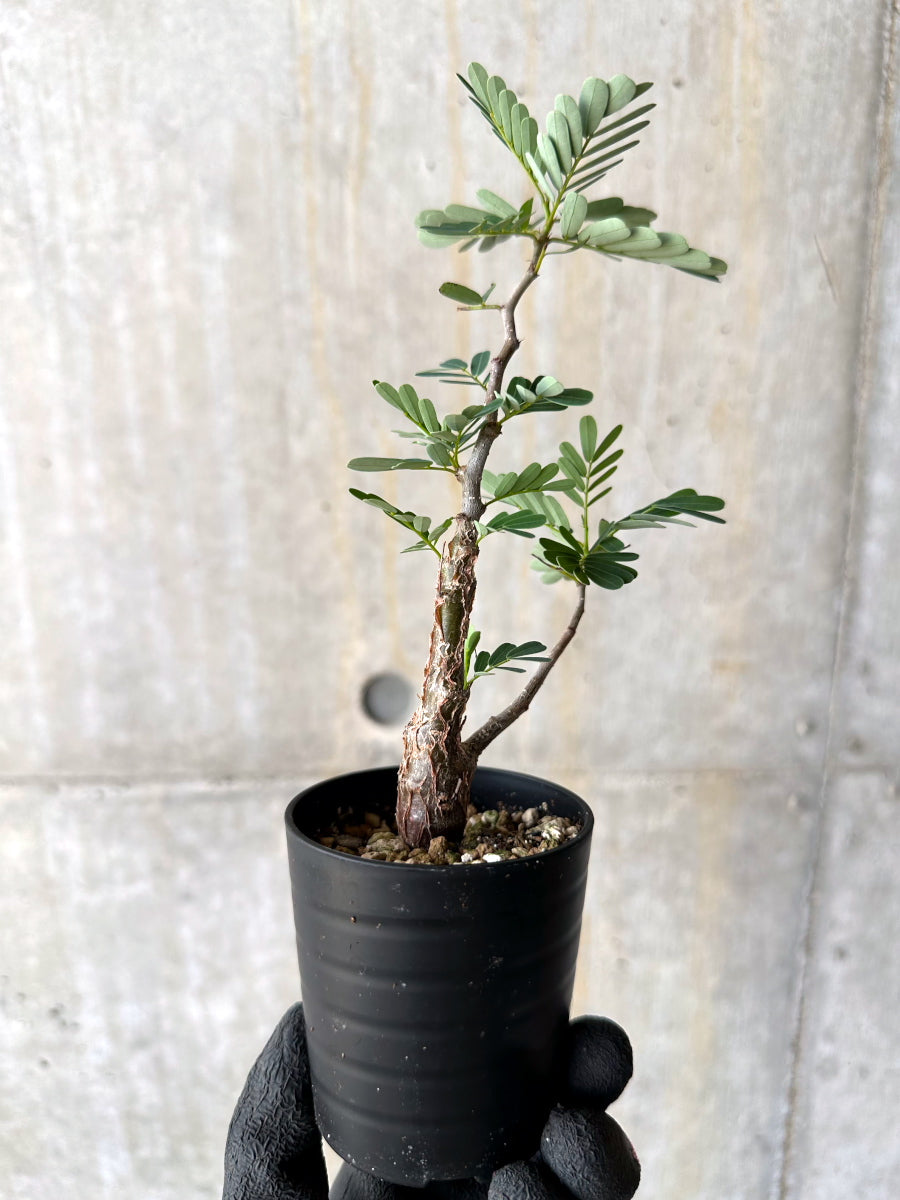 【現品限り】センナ・メリディオナリス 実生【H2】 Senna meridionalis