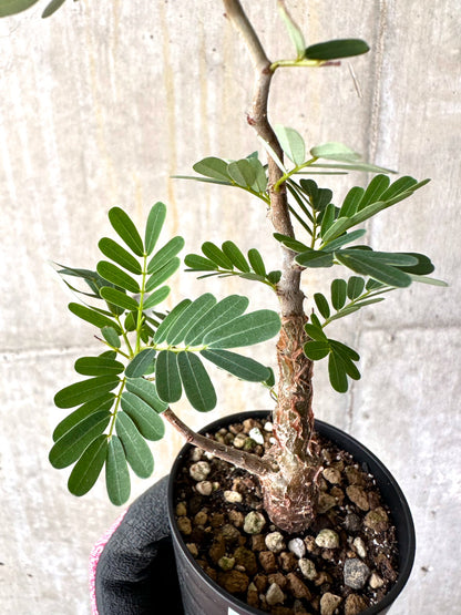 【現品限り】センナ・メリディオナリス 実生【H2】 Senna meridionalis