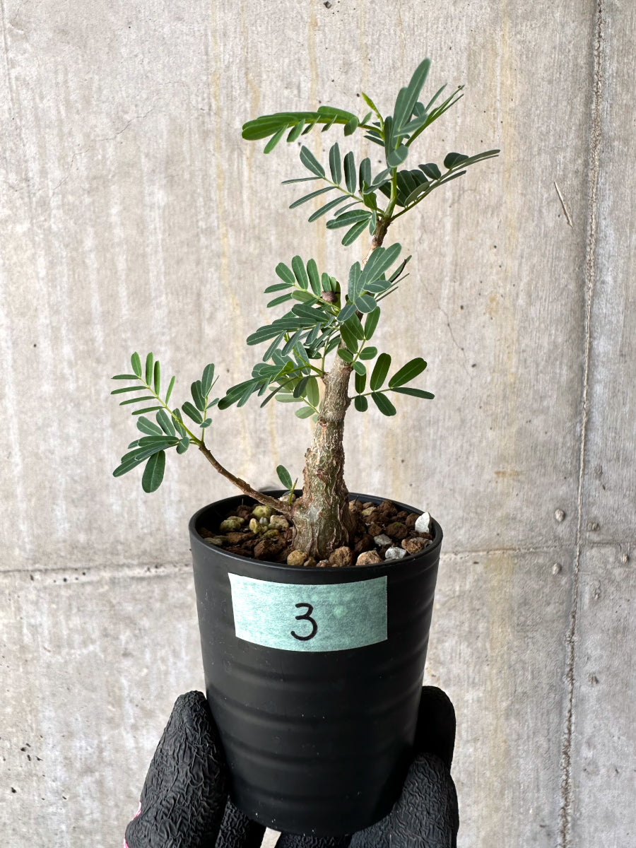 【現品限り】センナ・メリディオナリス 実生【H3】 Senna meridionalis