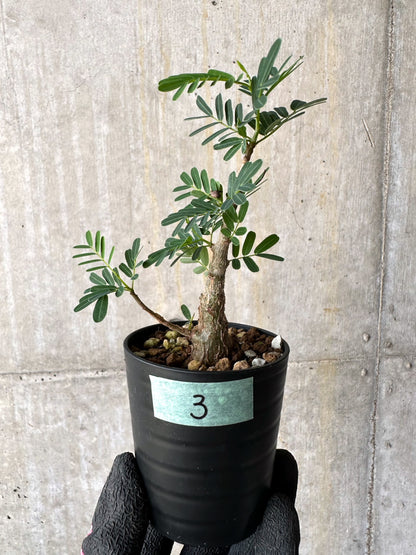 【現品限り】センナ・メリディオナリス 実生【H3】 Senna meridionalis
