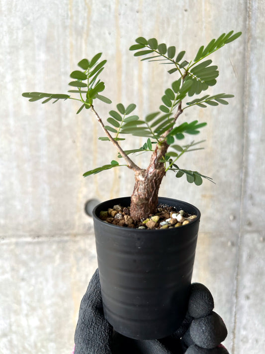 【現品限り】センナ・メリディオナリス 実生【H30】 Senna meridionalis