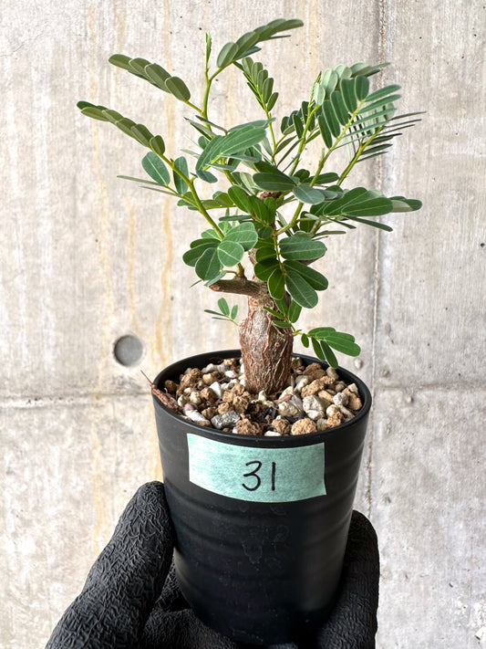 【現品限り】センナ・メリディオナリス 実生【H31】 Senna meridionalis