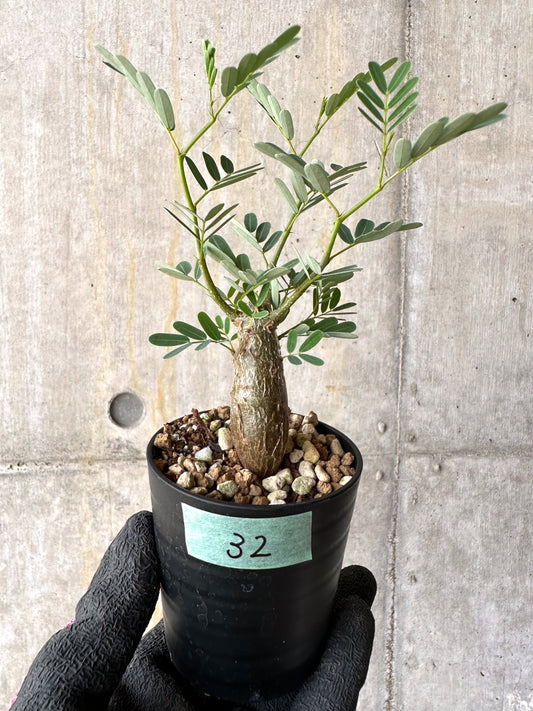 【現品限り】センナ・メリディオナリス 実生【H32】 Senna meridionalis