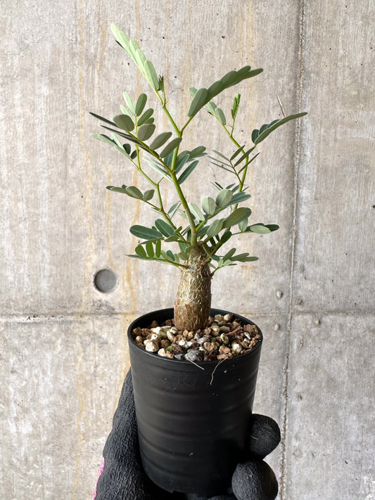 【現品限り】センナ・メリディオナリス 実生【H32】 Senna meridionalis