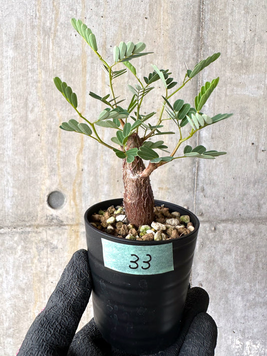 【現品限り】センナ・メリディオナリス 実生【H33】 Senna meridionalis