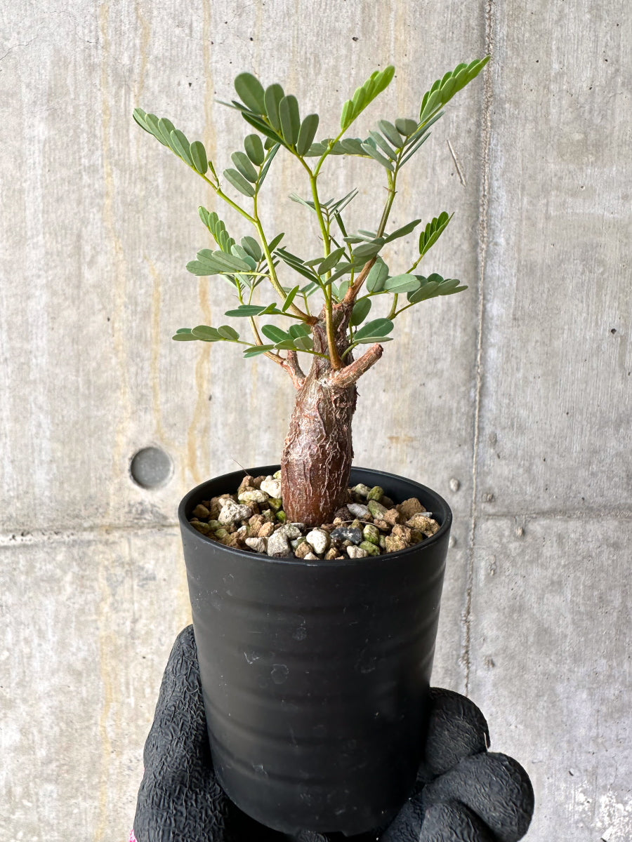 【現品限り】センナ・メリディオナリス 実生【H33】 Senna meridionalis