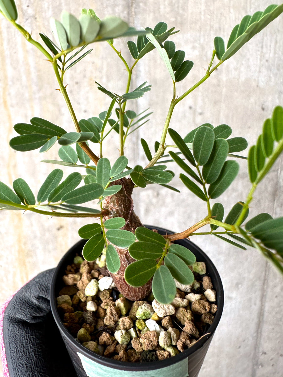 【現品限り】センナ・メリディオナリス 実生【H33】 Senna meridionalis