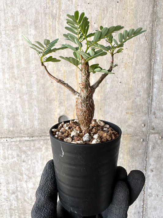 【現品限り】センナ・メリディオナリス 実生【H36】 Senna meridionalis