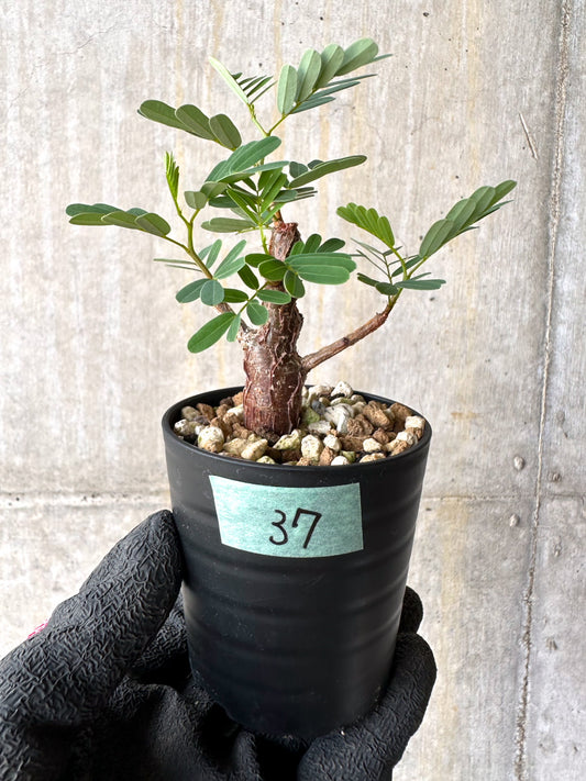 【現品限り】センナ・メリディオナリス 実生【H37】 Senna meridionalis