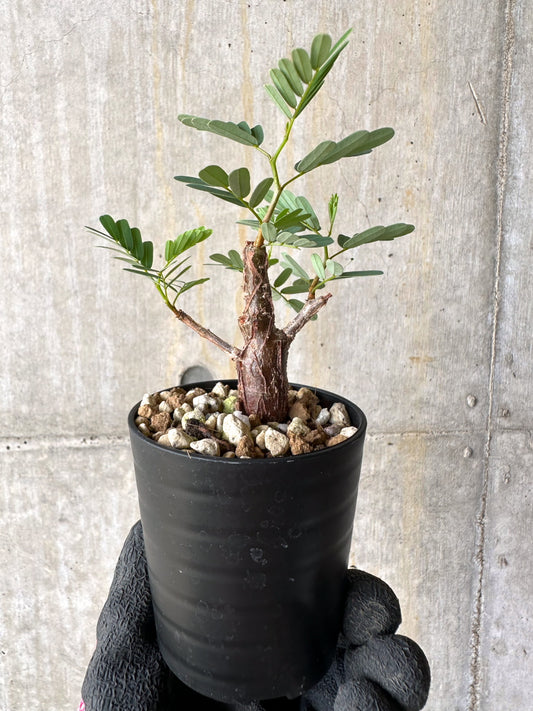 【現品限り】センナ・メリディオナリス 実生【H37】 Senna meridionalis