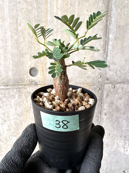 【現品限り】センナ・メリディオナリス 実生【H38】 Senna meridionalis