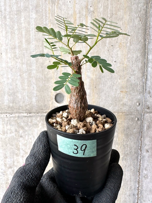 【現品限り】センナ・メリディオナリス 実生【H39】 Senna meridionalis