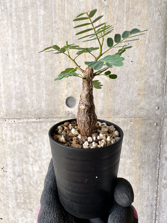 【現品限り】センナ・メリディオナリス 実生【H39】 Senna meridionalis