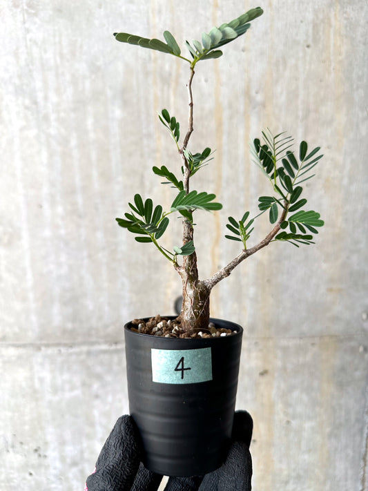 【現品限り】センナ・メリディオナリス 実生【H4】 Senna meridionalis