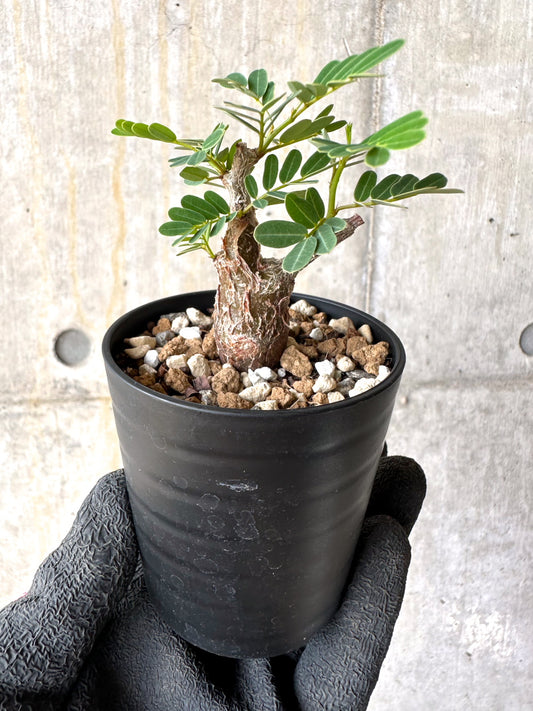 【現品限り】センナ・メリディオナリス 実生【H40】 Senna meridionalis