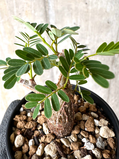 【現品限り】センナ・メリディオナリス 実生【H40】 Senna meridionalis