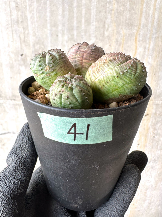 【現品限り】ユーフォルビア・オベサ 多頭【H41】 Euphorbia obesa