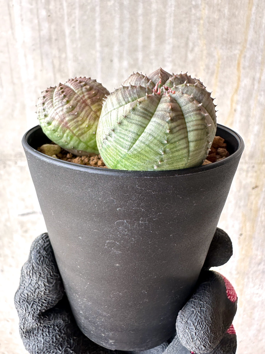 【現品限り】ユーフォルビア・オベサ 多頭【H41】 Euphorbia obesa