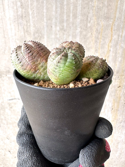 【現品限り】ユーフォルビア・オベサ 多頭【H41】 Euphorbia obesa