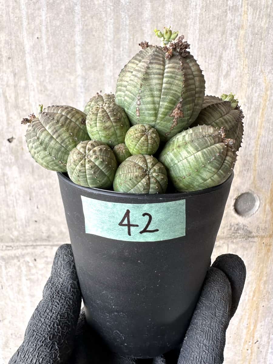 【現品限り】ユーフォルビア・オベサ 多頭【H42】 Euphorbia obesa