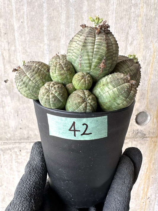 【現品限り】ユーフォルビア・オベサ 多頭【H42】 Euphorbia obesa