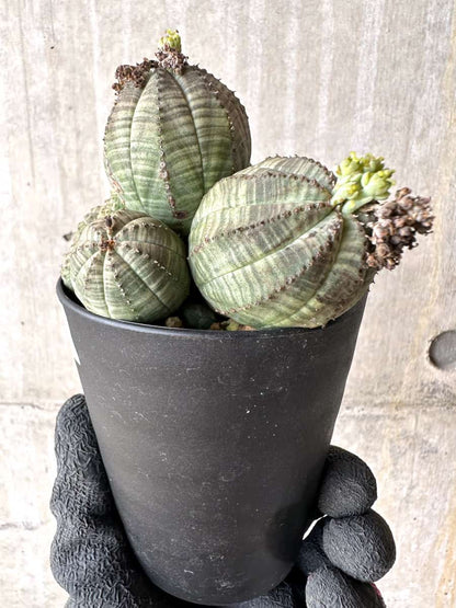【現品限り】ユーフォルビア・オベサ 多頭【H42】 Euphorbia obesa