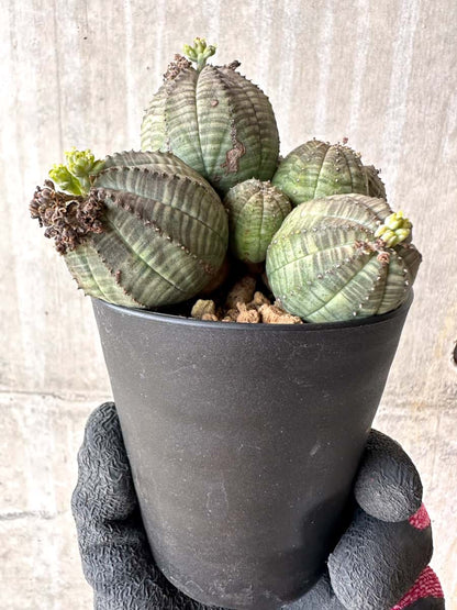 【現品限り】ユーフォルビア・オベサ 多頭【H42】 Euphorbia obesa