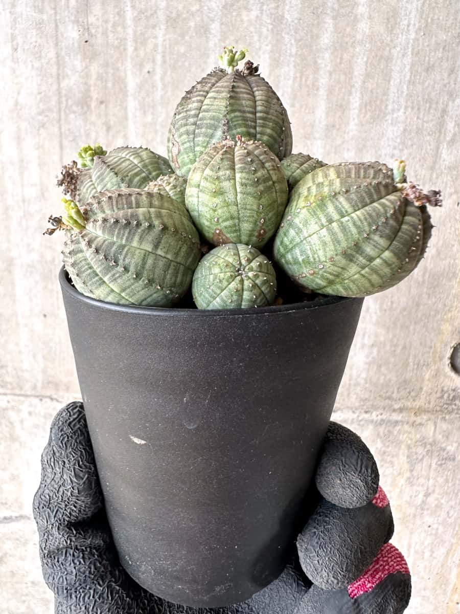 【現品限り】ユーフォルビア・オベサ 多頭【H42】 Euphorbia obesa