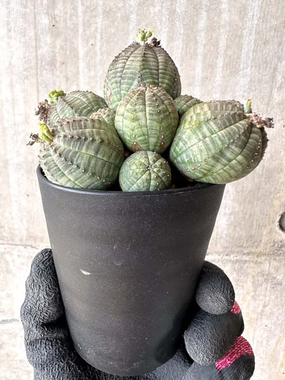 【現品限り】ユーフォルビア・オベサ 多頭【H42】 Euphorbia obesa