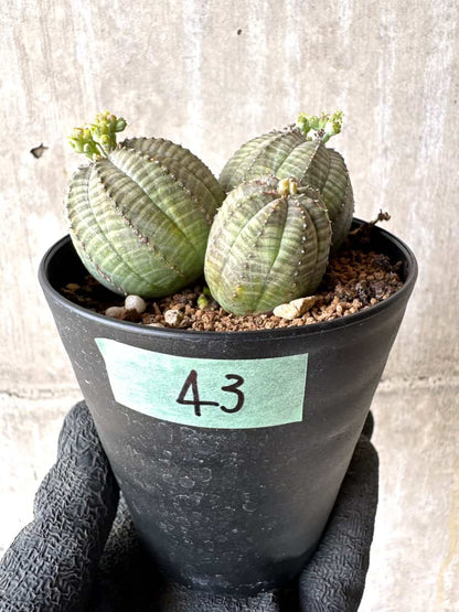 【現品限り】ユーフォルビア・オベサ 多頭【H43】 Euphorbia obesa