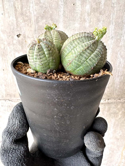 【現品限り】ユーフォルビア・オベサ 多頭【H43】 Euphorbia obesa