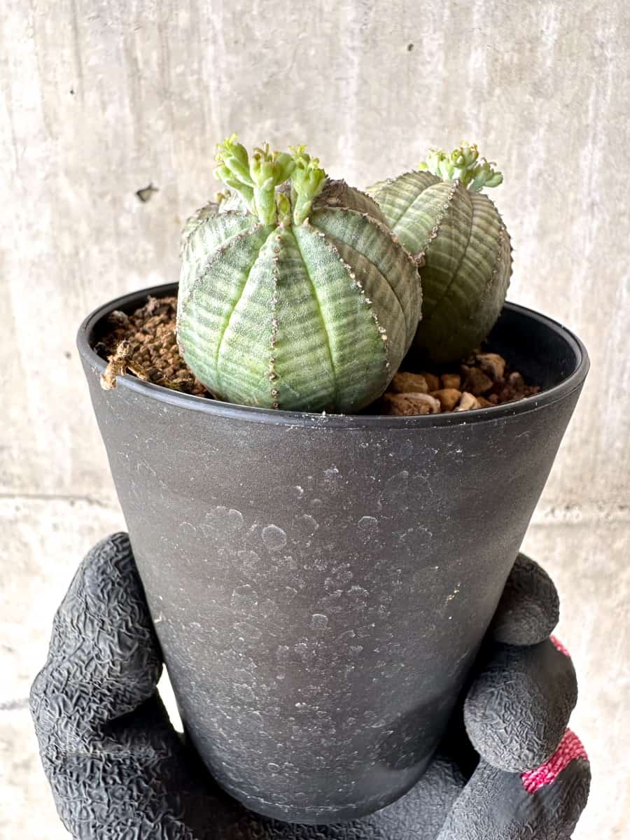 【現品限り】ユーフォルビア・オベサ 多頭【H43】 Euphorbia obesa