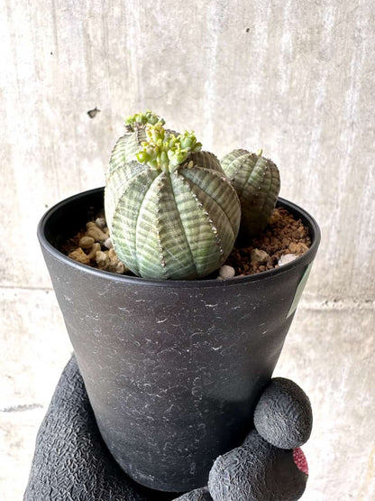 【現品限り】ユーフォルビア・オベサ 多頭【H43】 Euphorbia obesa