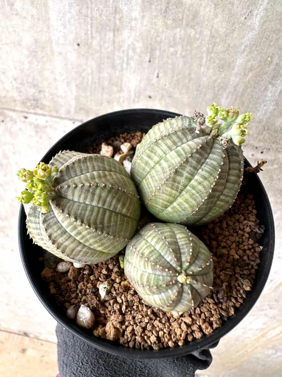 【現品限り】ユーフォルビア・オベサ 多頭【H43】 Euphorbia obesa