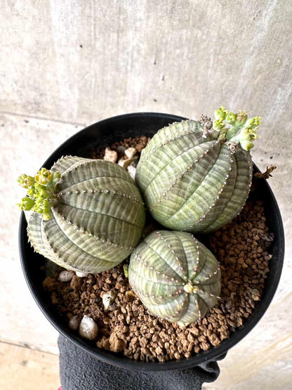 【現品限り】ユーフォルビア・オベサ 多頭【H43】 Euphorbia obesa
