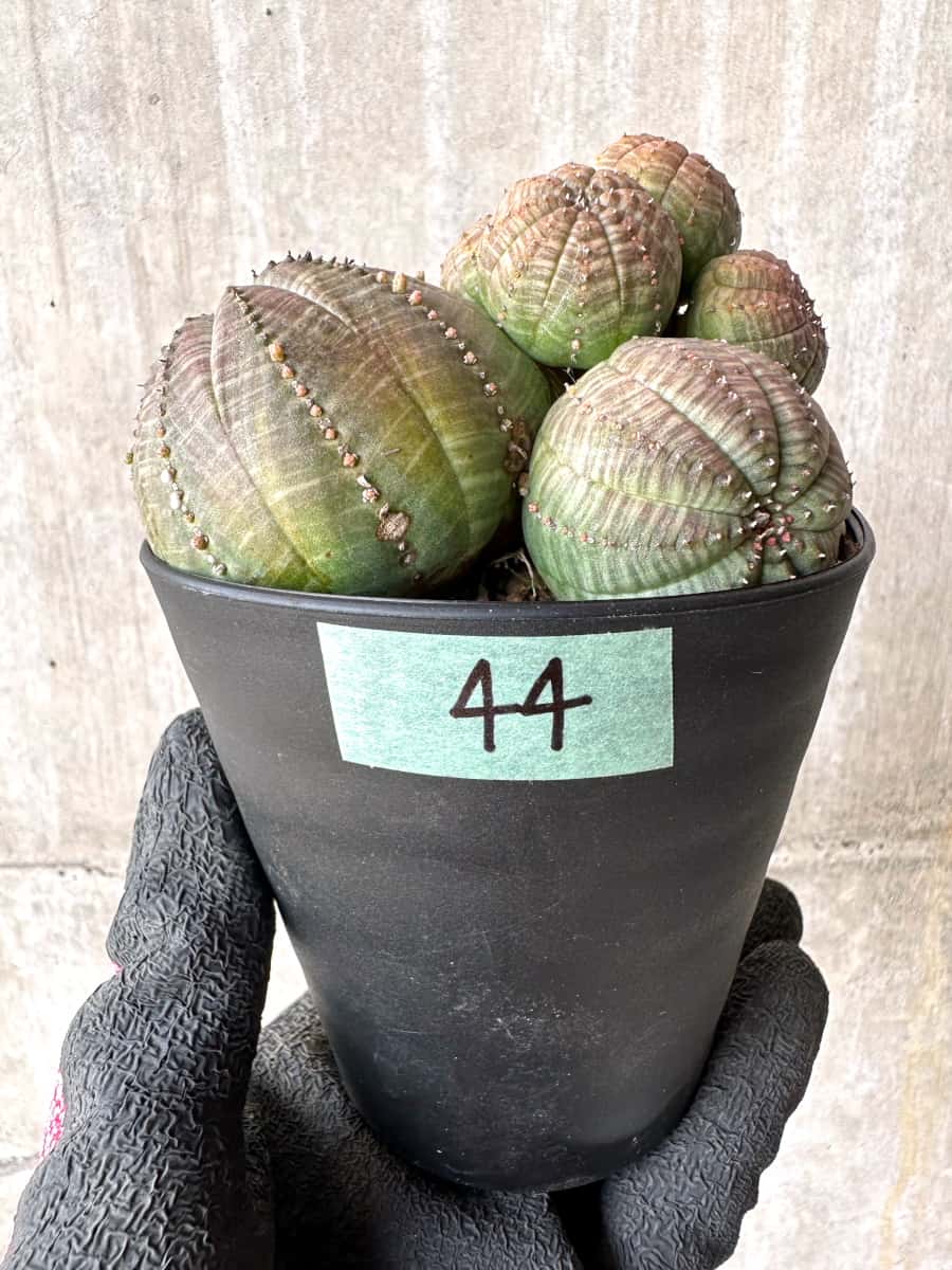 【現品限り】ユーフォルビア・オベサ 多頭【H44】 Euphorbia obesa