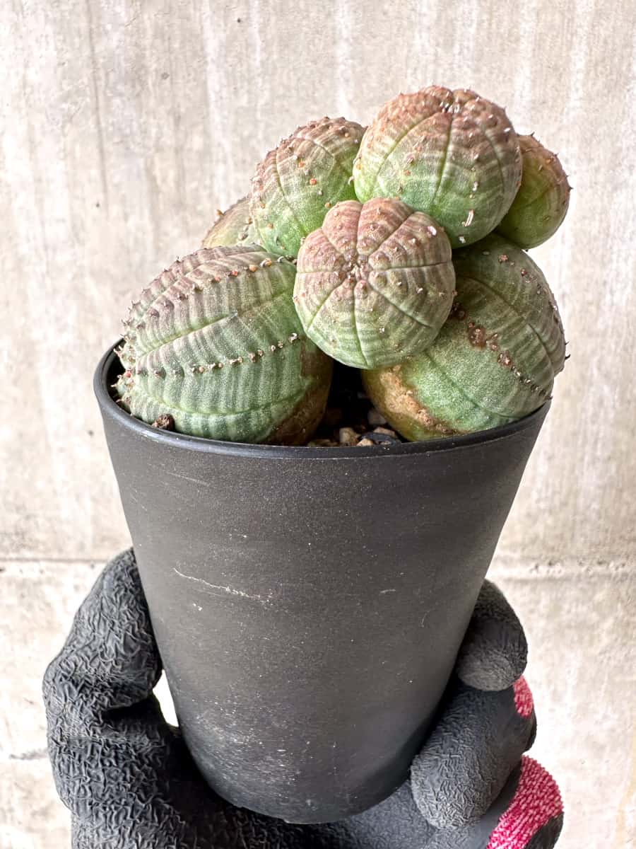 【現品限り】ユーフォルビア・オベサ 多頭【H44】 Euphorbia obesa
