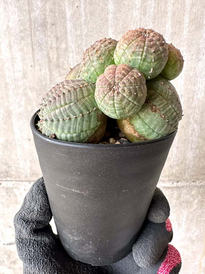【現品限り】ユーフォルビア・オベサ 多頭【H44】 Euphorbia obesa