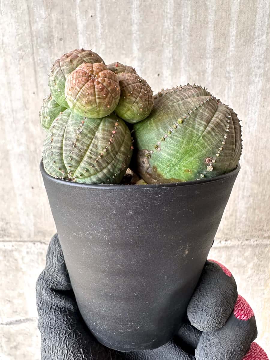 【現品限り】ユーフォルビア・オベサ 多頭【H44】 Euphorbia obesa