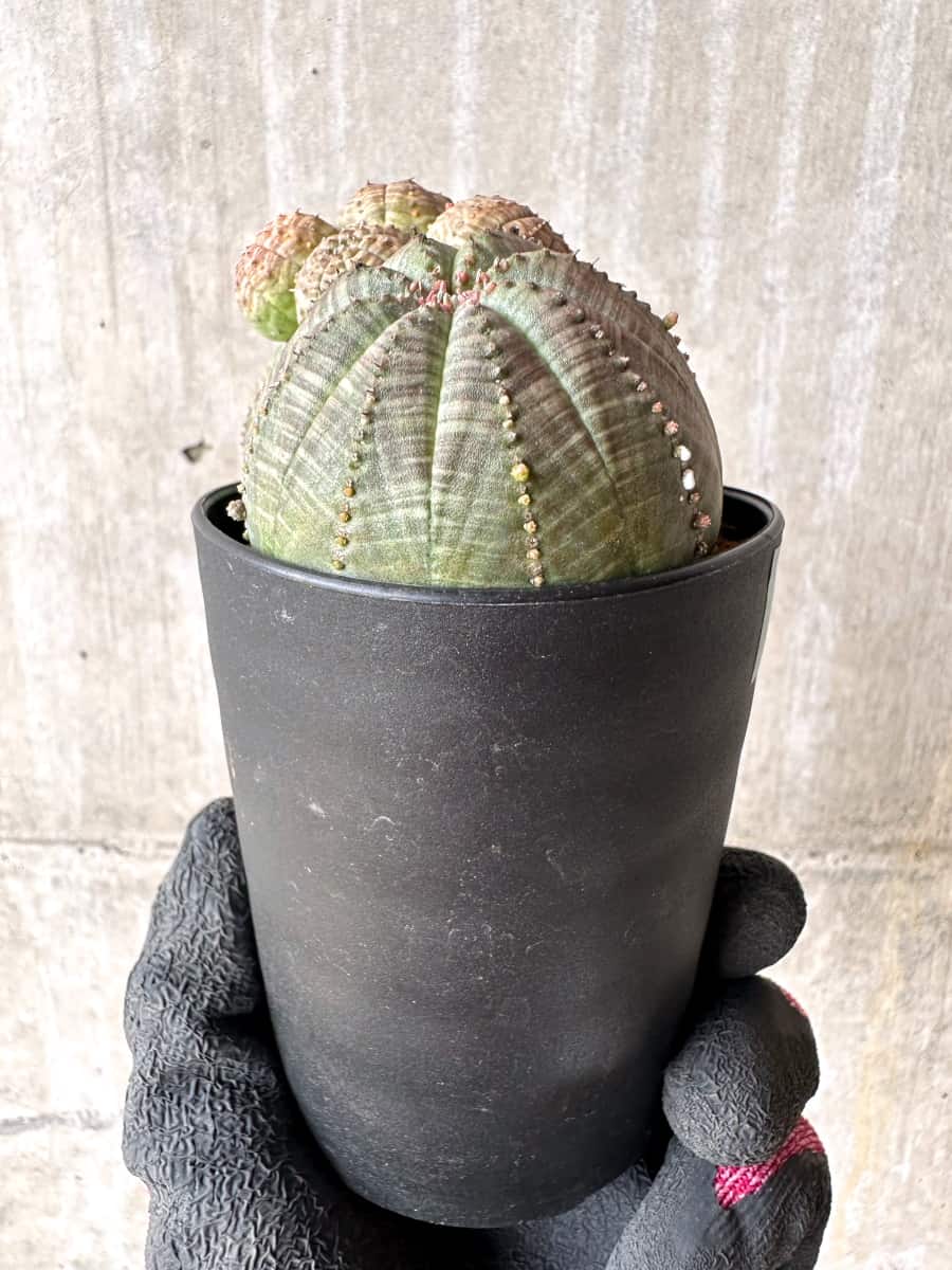 【現品限り】ユーフォルビア・オベサ 多頭【H44】 Euphorbia obesa