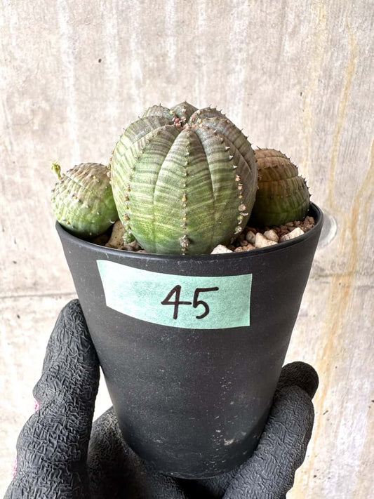 【現品限り】ユーフォルビア・オベサ 多頭【H45】 Euphorbia obesa